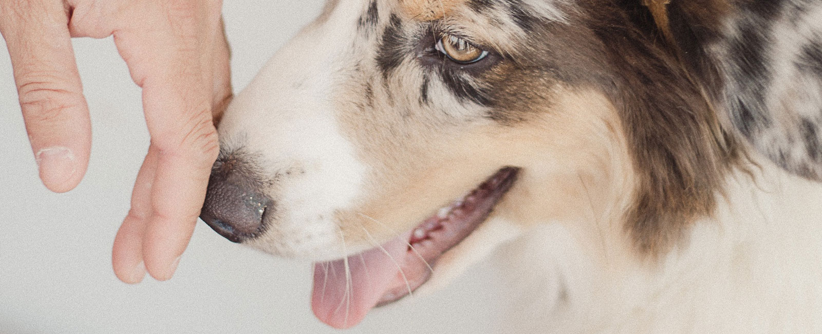 Petsmart Opens Doors To The Groomery Lpk